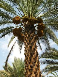 تصویر 2 از خرما کبکاب کله چین با رطوبت استاندارد و کیفیت عالی